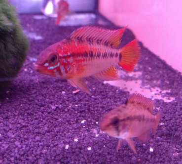 Villavicencio- Zwergbuntbarsch, Apistogramma macmasteri